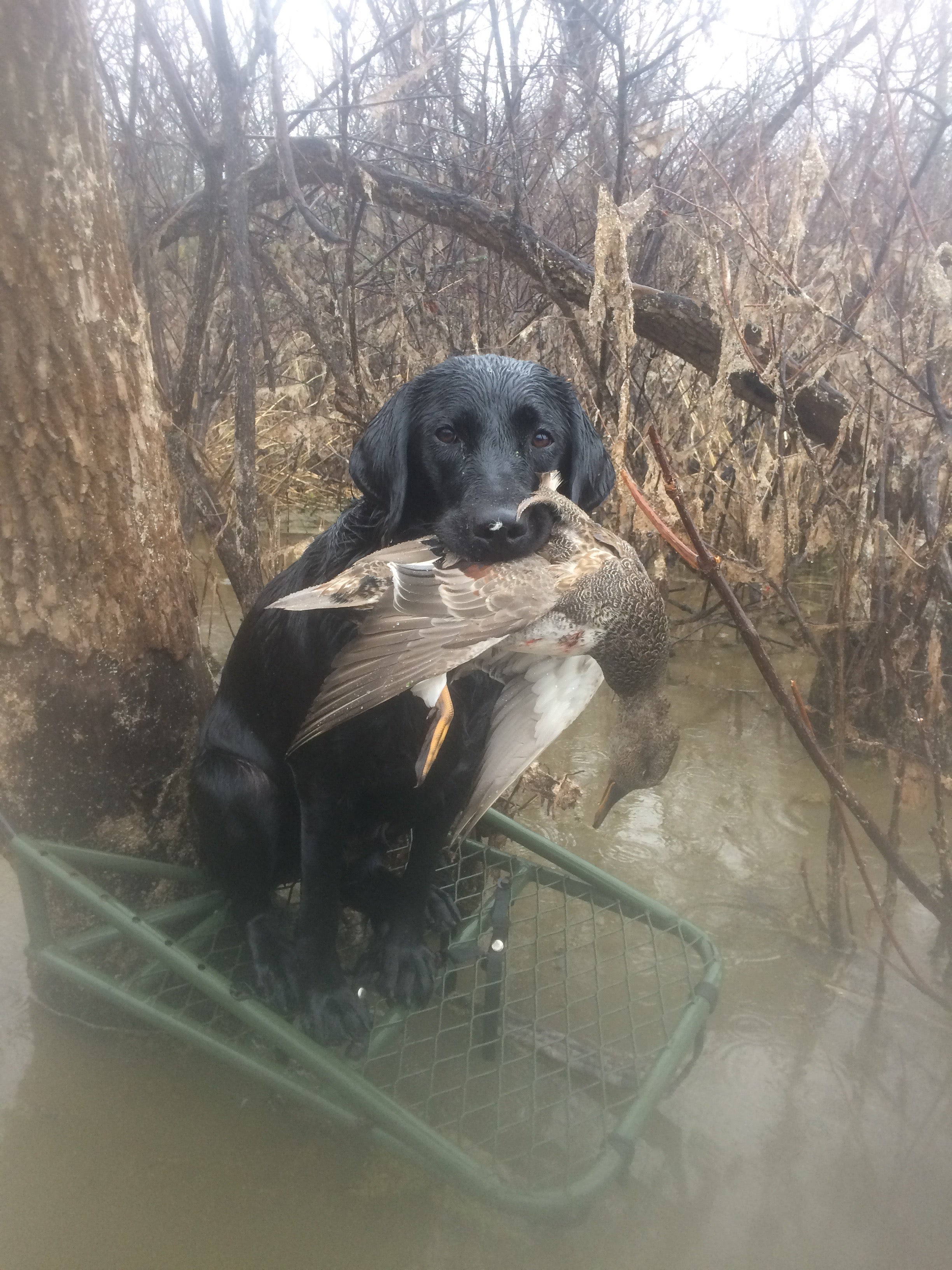 Waterfowl Labrador Retriver T-Shirt